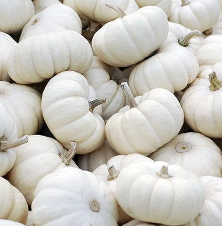 Mini Pumpkins 25# Sack