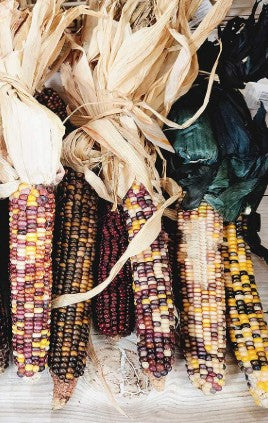3 Count Ornamental Corn Bundles