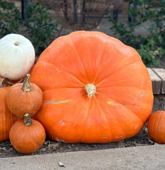 Grand Prize Pumpkin